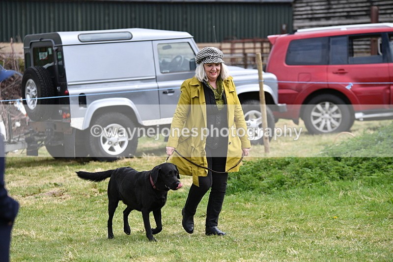 WJ5_9523 - Class 3 Most Handsome Dog