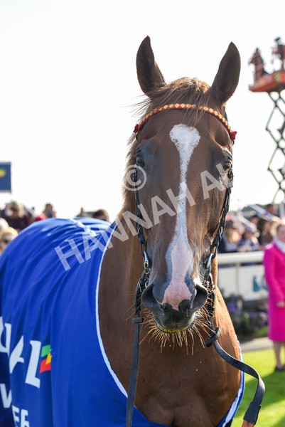 141023-Race 3-Montassib-1099 - Race 3 2.25pm Coral Sprint Trophy Handicap