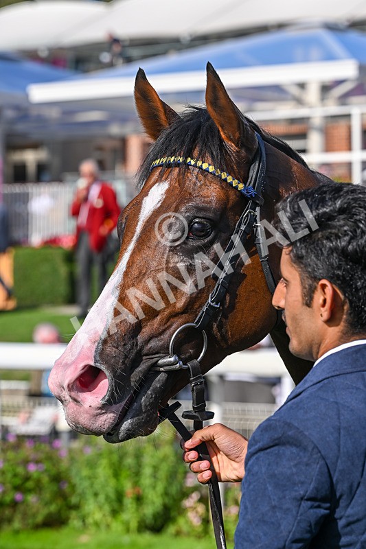 060926-Race 5-Extremely Zain-8582 - Race 5 3.50pm Starman At Tally Ho Stud Garrowby Stakes