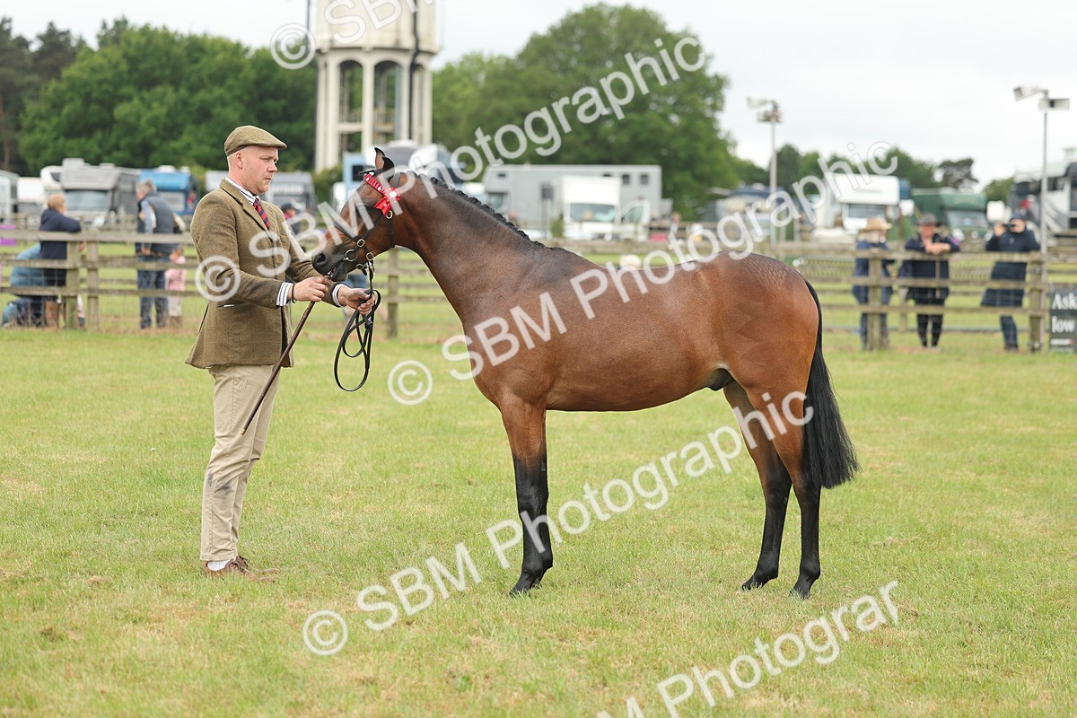 SBM_05415 - Class 68-73 - Riding Pony Breeding