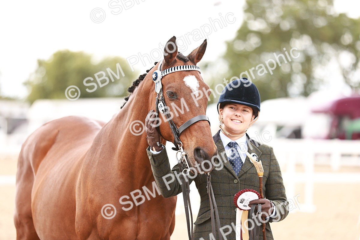 SBM_16253 - Class412 - Handsome Gelding (IH  or Ridden) Adult