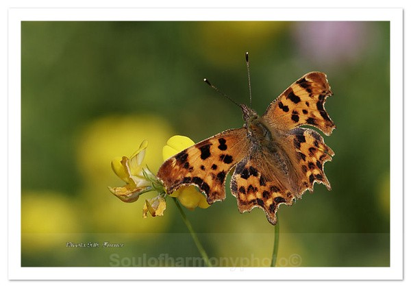 Meadow Life Comma - Invertebrate's Macro