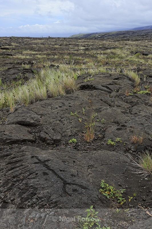 Pu'u Loa Petroglyphs, Hawaii Volcanoes National Park - Hawaiian Islands, USA