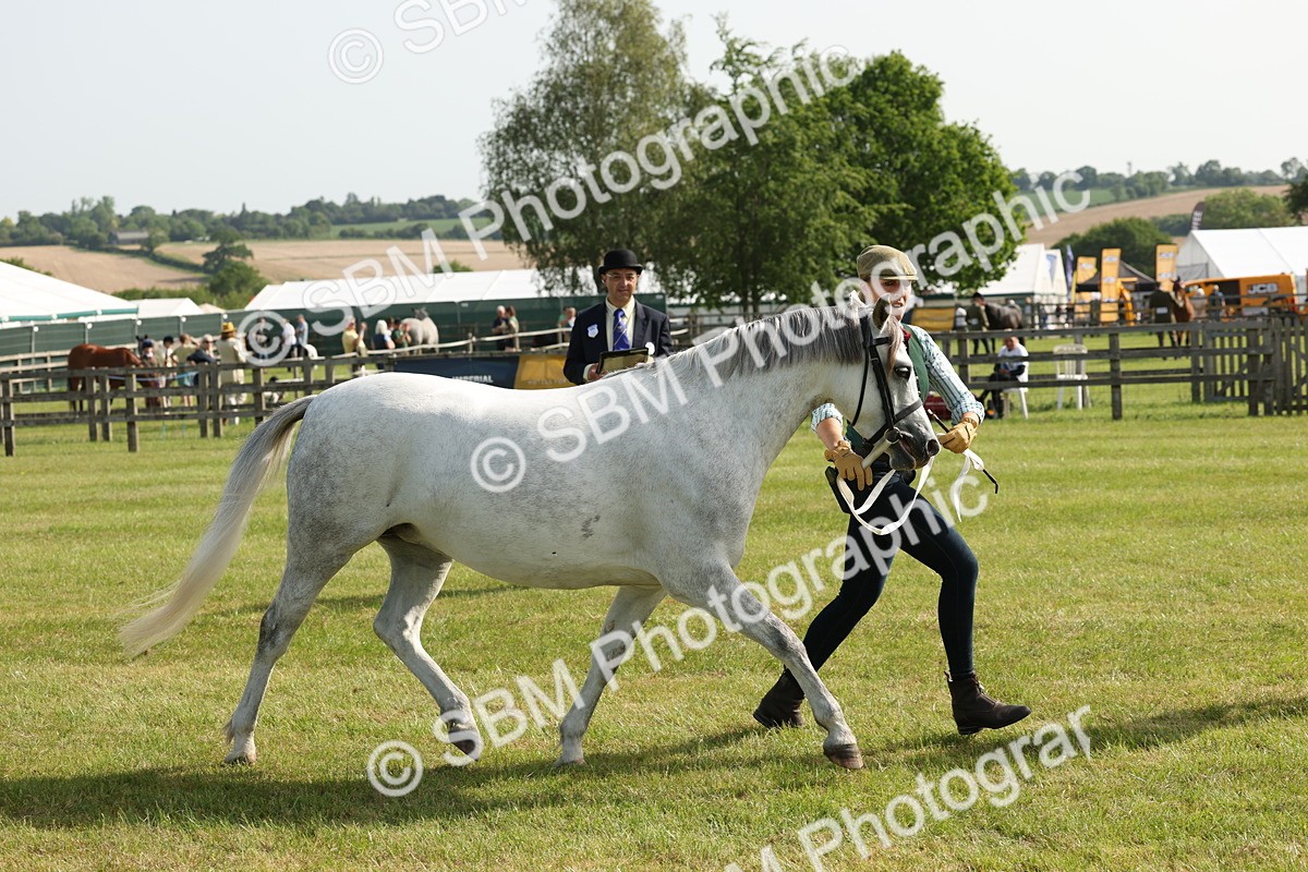 SBM_00752 - Class 6-13 - Mountatin and Moorland In Hand Welsh Breeds
