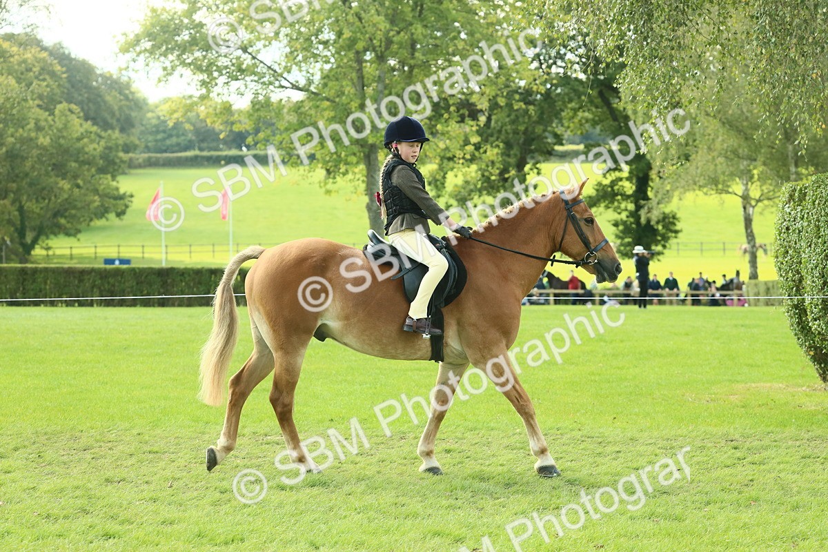 SBM_62381 - S62 - Foreign Breeds Ridden