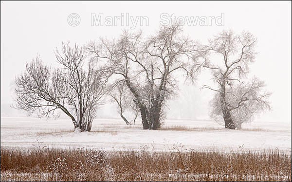 Snow along the River Elbe #1 - Prague to Berlin along the Elbe river