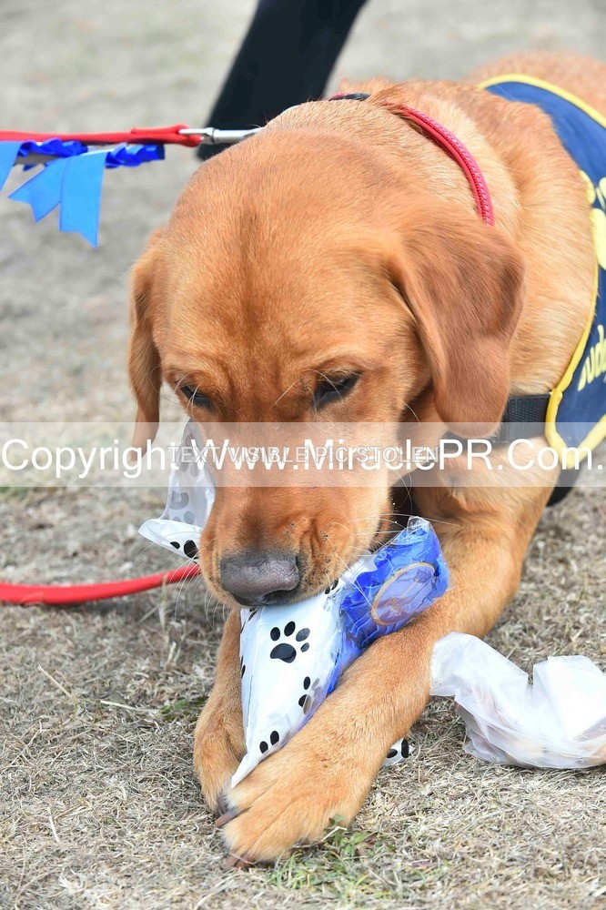 SH4_0321 - Dog show.