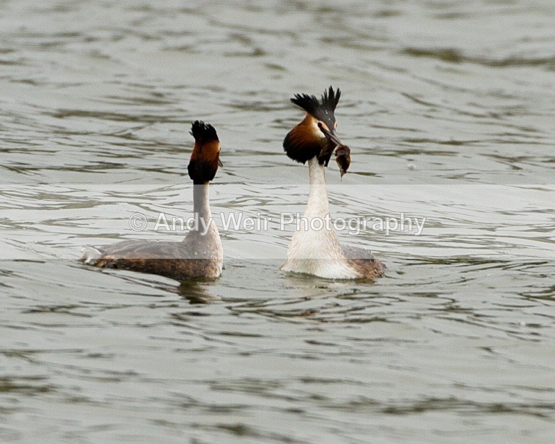 20110326-IMG_2768 - Gt Crested Grebe