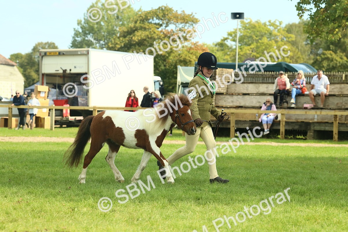 SBM_66574 - S34 - Rehabilitated Rescue Horse & Pony In Hand & Ridden