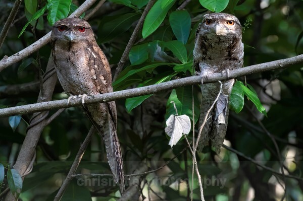  - Australian Birds