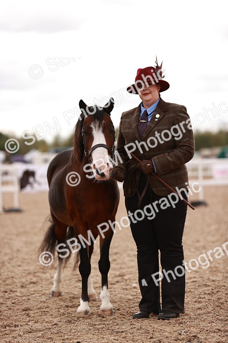 SBM_16236 - Class412 - Handsome Gelding (IH  or Ridden) Adult