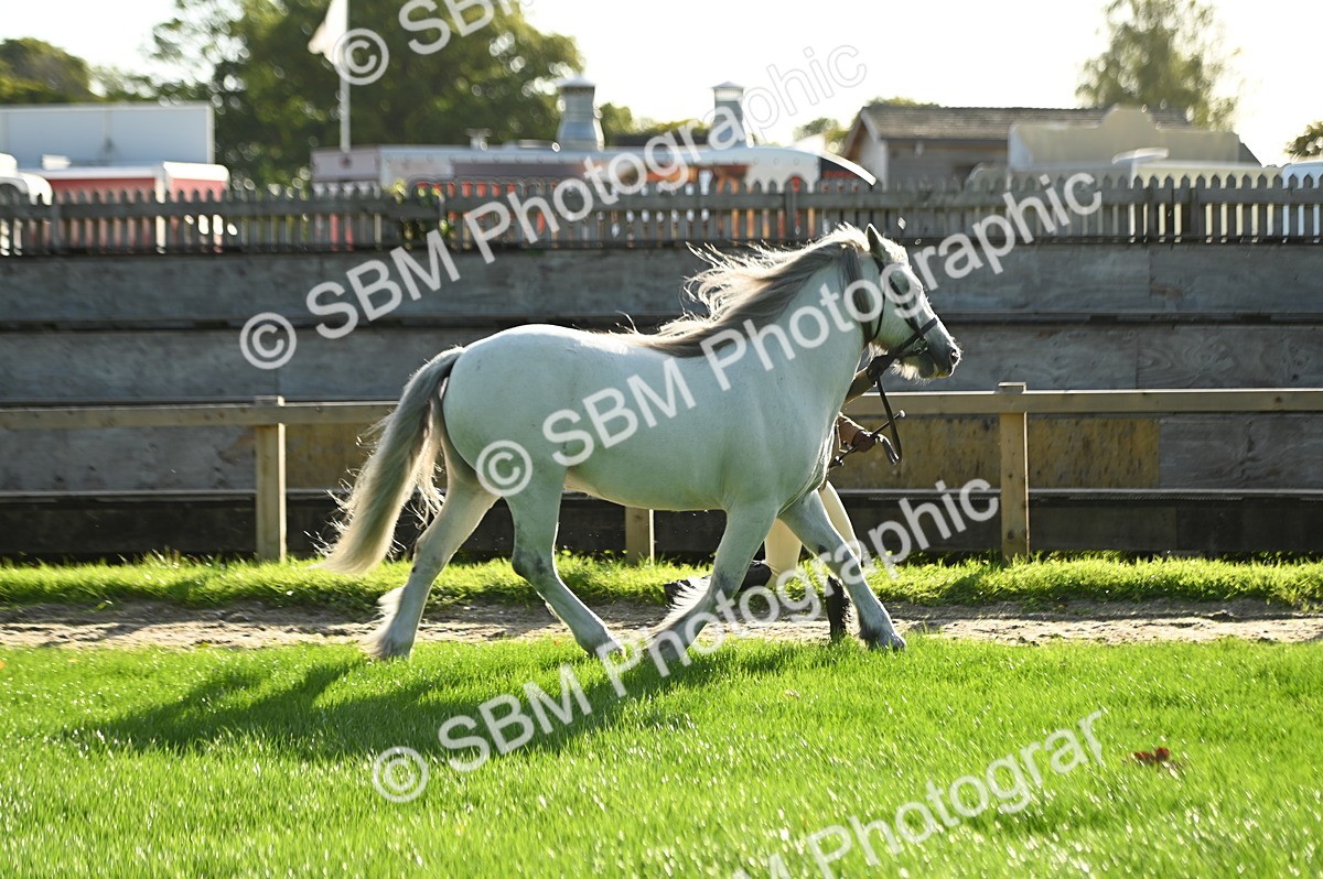 SBM_14717 - S1 - TSR in Hand Horse & Pony Showing