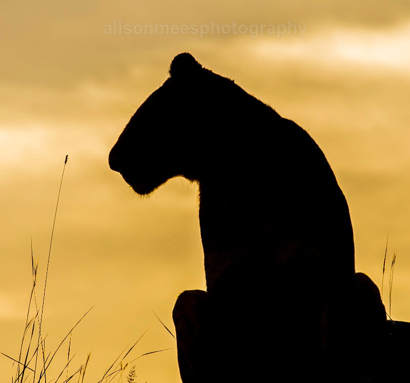  - African Safaris