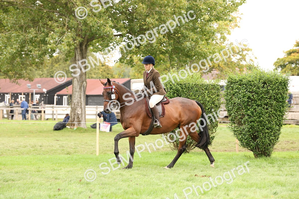 SBM_64239 - S65 - Riding Horse & Hack & Thoroughbred Ridden