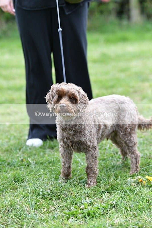 WJ5_9385 - Class 1 Best Cross Breed / Heniz 57