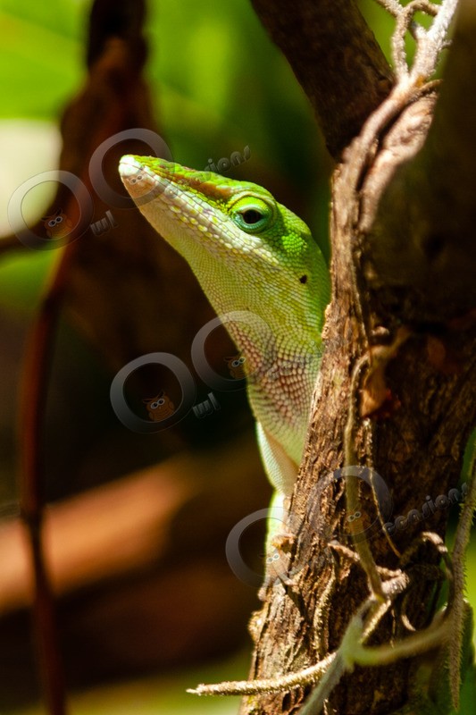 green anole Anolis carolinensis 8928 - Pet Photography