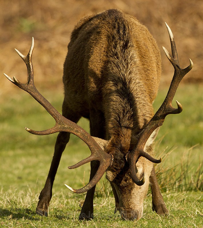 Red Deer, Isle of Mull - ISLE OF MULL WILDLIFE, Wildlife images from the Inner Hebrides