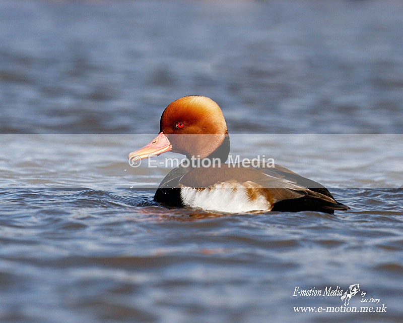 Red-crested pochard m 201b - Nature