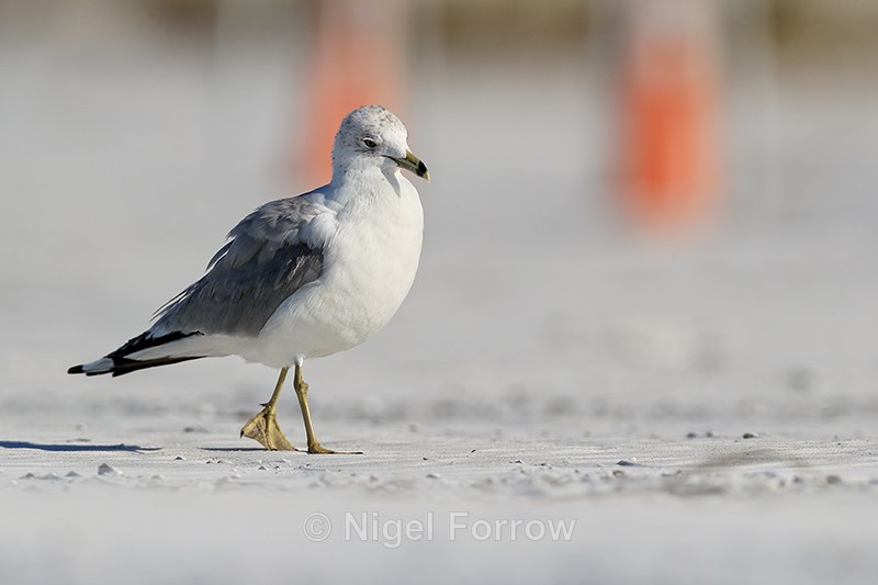 Ring-billed Gull (adult), North Beach, Fort De Soto, Florida - Ring-billed Gull