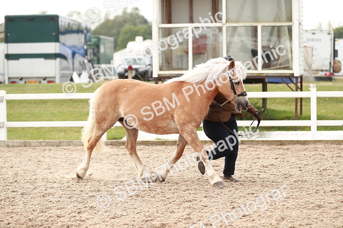 SBM_11797 - Class 206 IH Non Show Type Pony