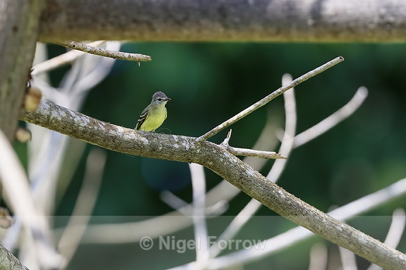 Southern Beardless-Tyrannulet in tree, Colon, Panama - Southern Beardless-Tyrannulet