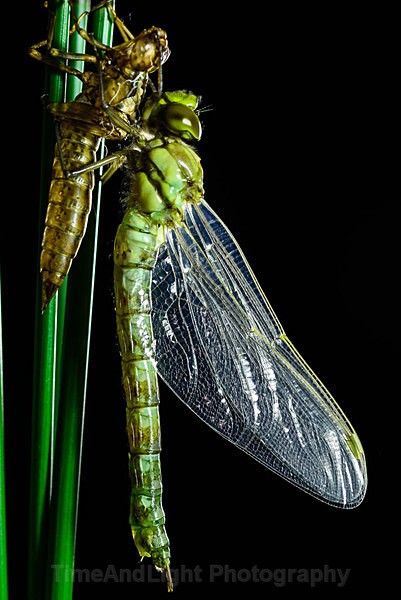Newly emerged Emperor dragonfly - Dragonflies & Damselflies