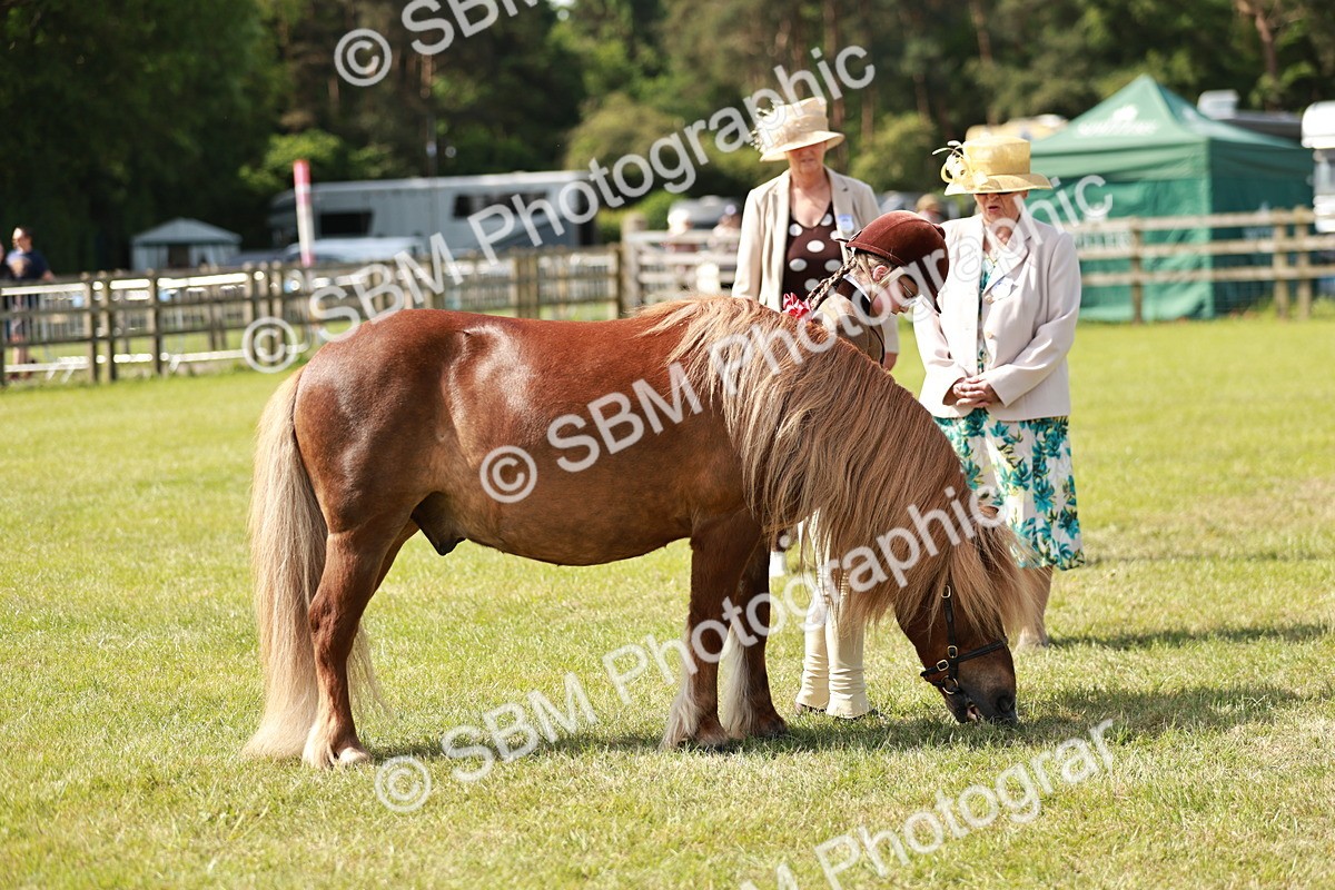 SBM_01821 - Class 14-23 - Mountain & Moorland In Hand Non Welsh