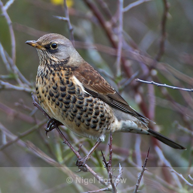 Fieldfare - Fieldfare