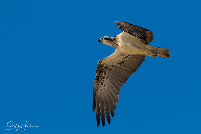 Osprey in Flight 9