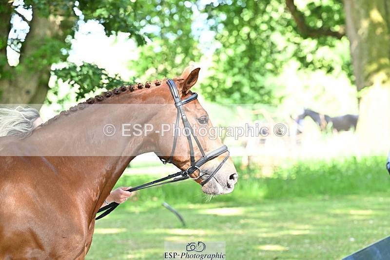 250521A-163334-01217 - C-231-Alannah.Dunstan-JUMPING.STAR.J.W.B