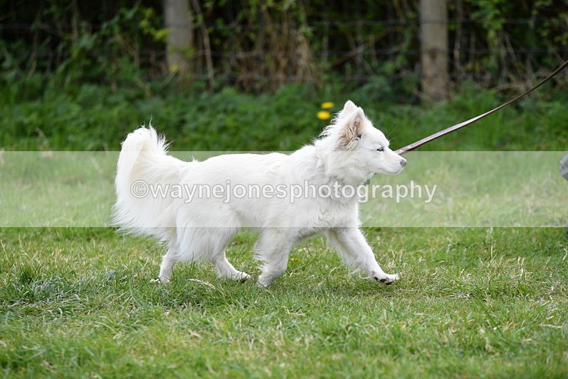 WJ5_9186 - Class 1 Best Cross Breed / Heniz 57