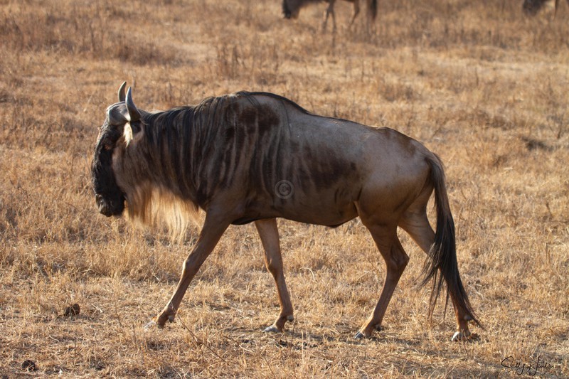 Wildebeest 1