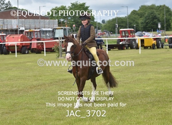 JAC_3702 - 75CM WORKING HUNTER