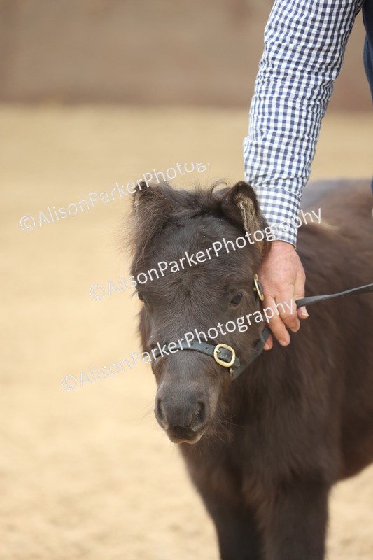 20251109-0203 - Class 10 - Yearling, Colt, Filly or Gelding