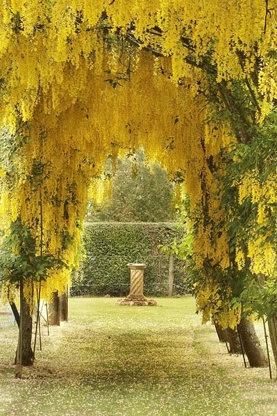 Laburnum Arch - Traditional Landscapes