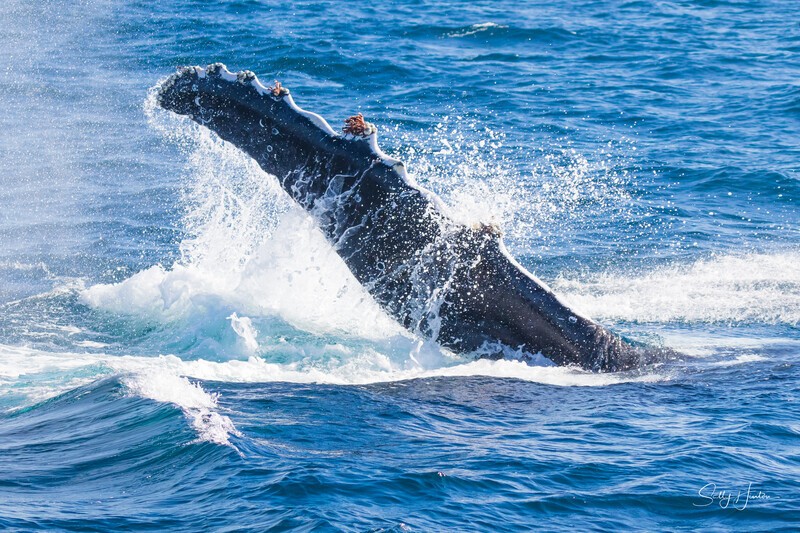 Pectal slap. 0A3A6655 - Humpback Whales