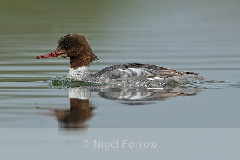 Goosander swimming, Farmoor Reservoir, Oxfordshire - Goosander
