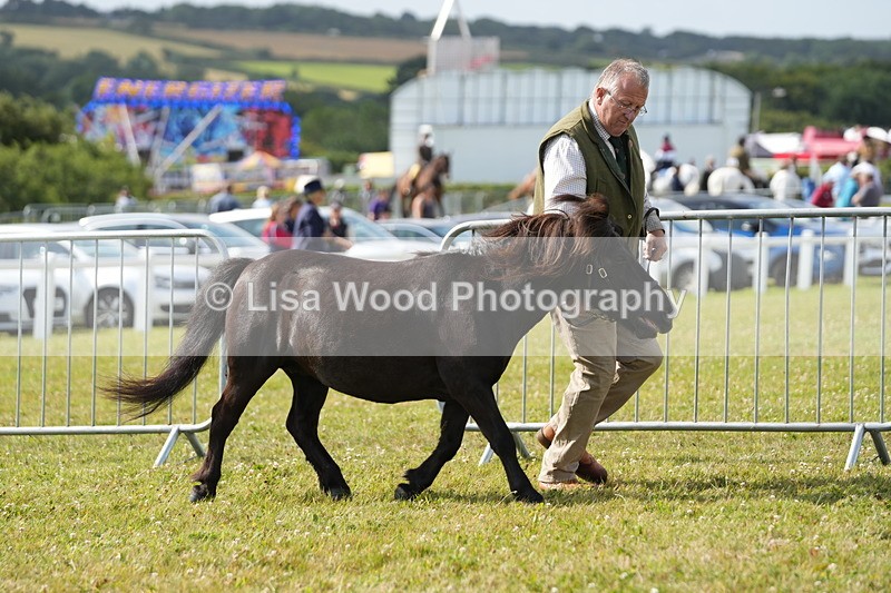 DSC05259 - Class 49: NPS Shetland 4 years and over