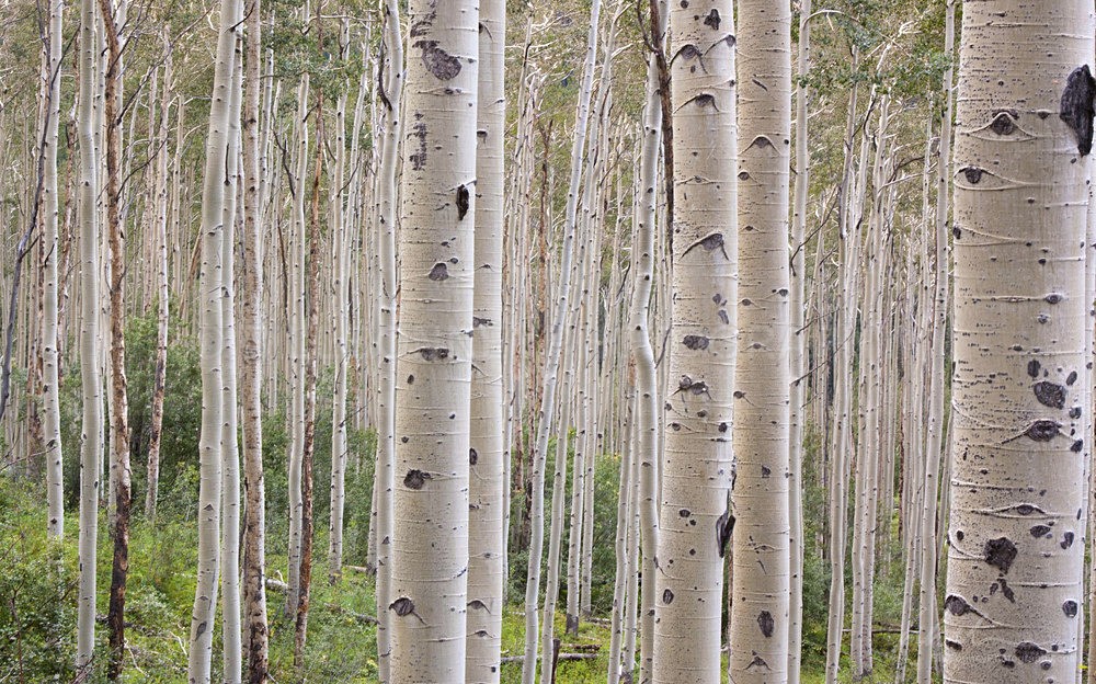 DSC_0024 - Colorado