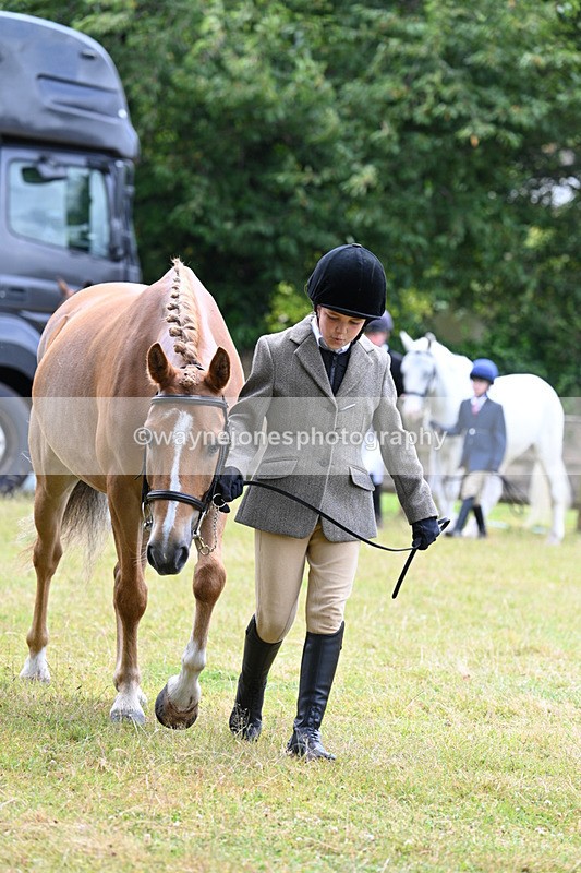 WJ7_6477 - Class 5 Handsome Gelding in hand