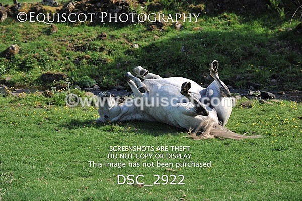 DSC_2922 - ARCHIVE REQUEST - Quincy and Guinness