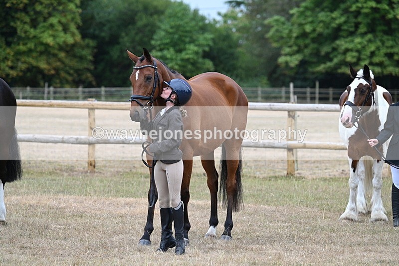 WJ7_9939 - Class 5a Most Handsome Gelding (above 14.2hh)