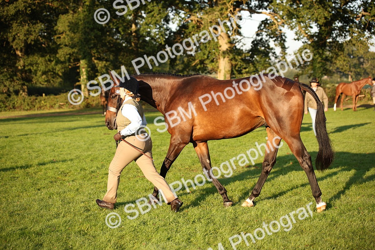 SBM_56887 - S49 - Riding Horse & Hack & Thoroughbred In Hand