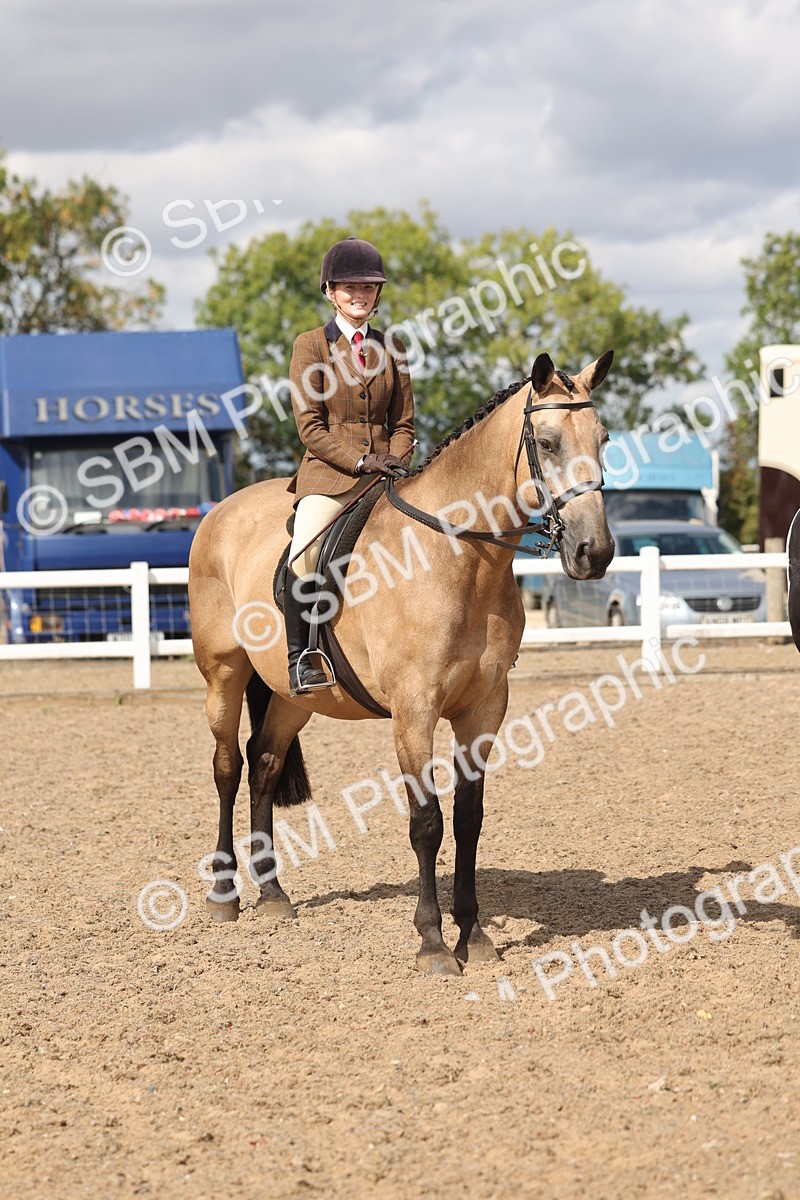 SBM_14779 - Class 308 - Ridden Coloured Horse