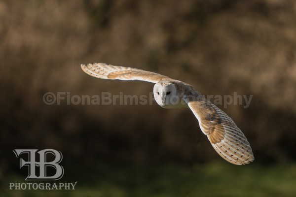 Wow March 16-11 - Birds of Prey