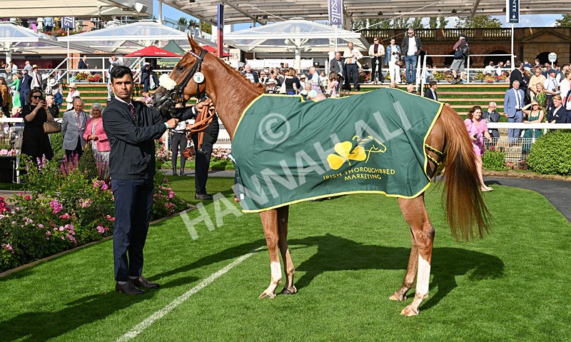 190826-245 Miss Yechance - Race 6 16.45pm Irish Thoroughbred Marketing Handicap