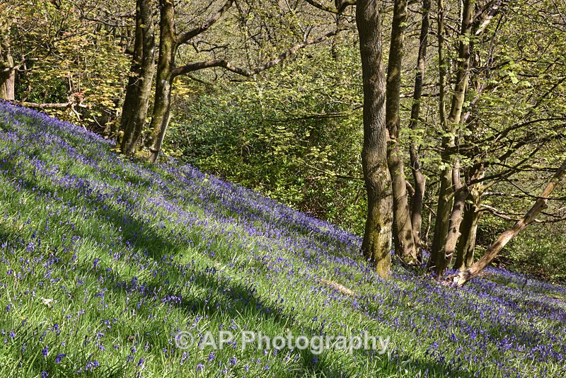 Bluebell_wood_ACP_3565 - Plants