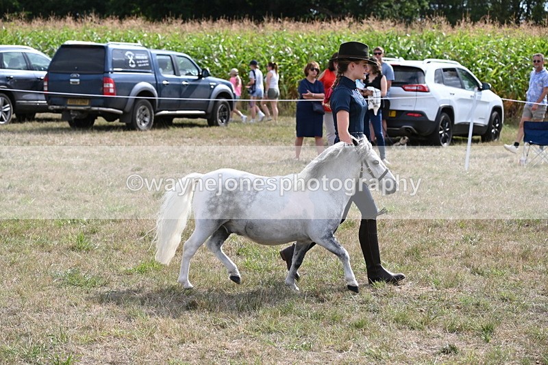 WJ6_7083 - Class 21 Shetland & Mini Horses