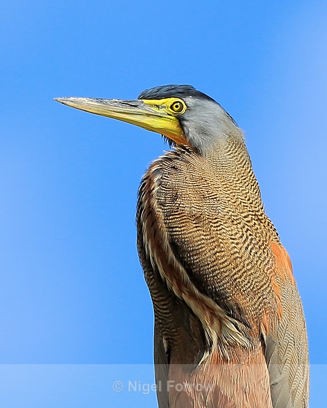 Bare-throated Tiger-Heron close-up, Sierpe River, Costa Rica - Bare-throated Tiger-Heron