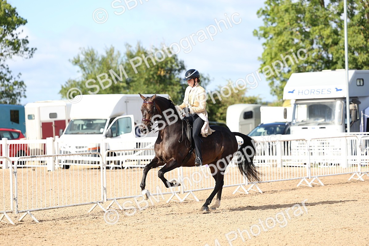 SBM_09128 - Class 303 - Ridden Pure Bred Horse Pony